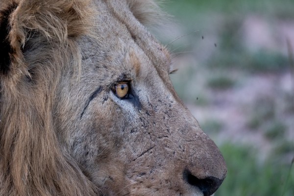 big cat safari