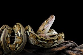 reticulated python world record