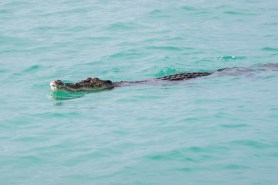 crocodile ocean