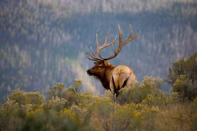 elk mountain lion