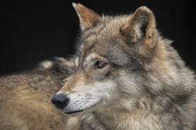 gray wolf los angeles