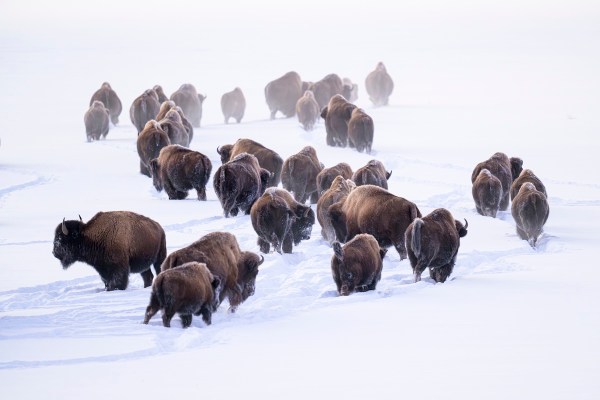 bison yellowstone