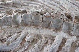 fossil missouri