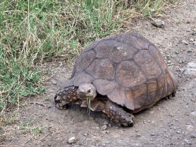 tortoise speed fire flames
