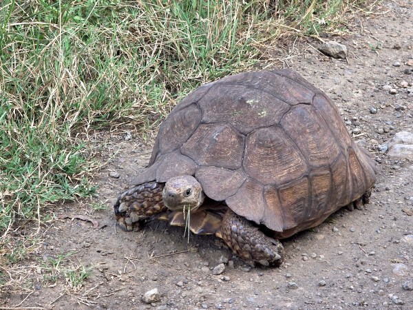 tortoise speed fire flames