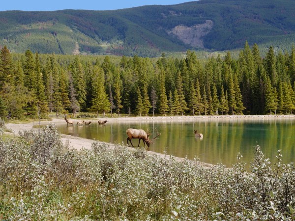 elk zoomies lake