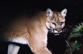 cougar campsite