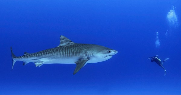 Tiger Shark Takes A Bite Out Of A Scuba Diver