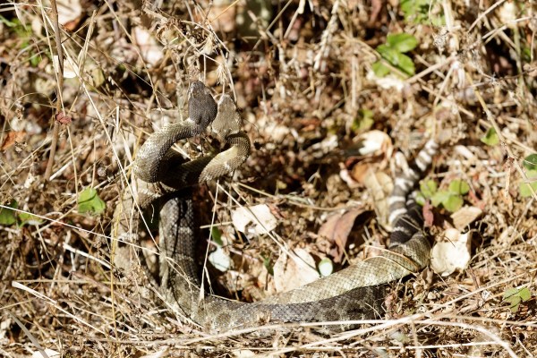 rattlesnakes dance