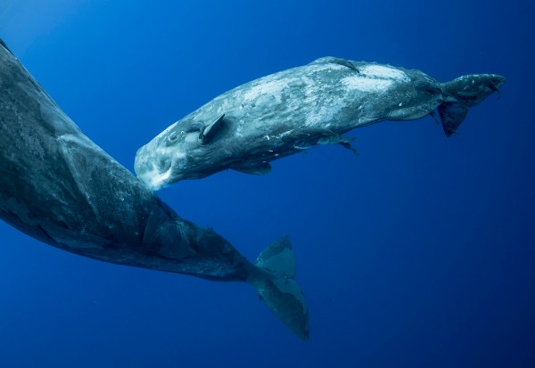 Sperm whales newborn
