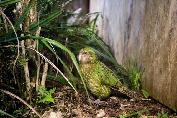 rare parrot mom
