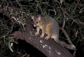 possum tightrope