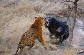 sloth bear tiger