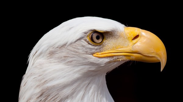 white bald eagle