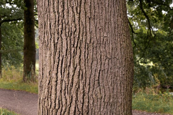 camouflaged animal tree bark