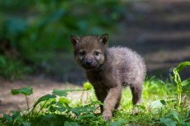 fox wolf cub trail cam