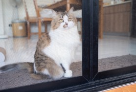 cat bears glass door