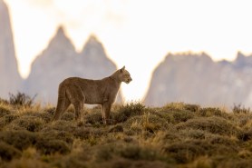 Puma campsite torres del paine