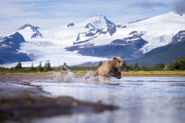 brown bears fish