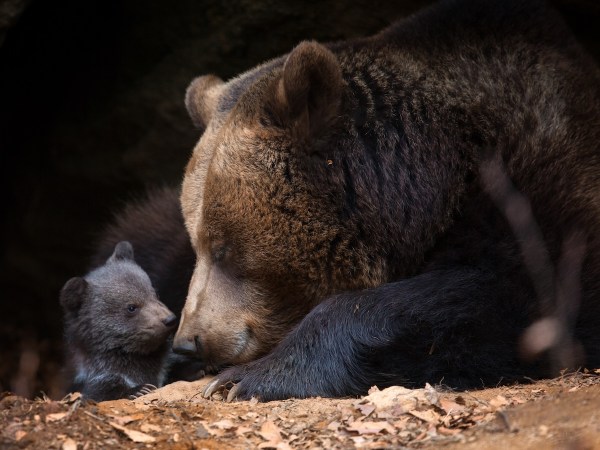 bear cub sounds