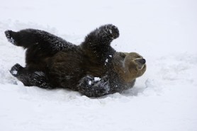 bear drone