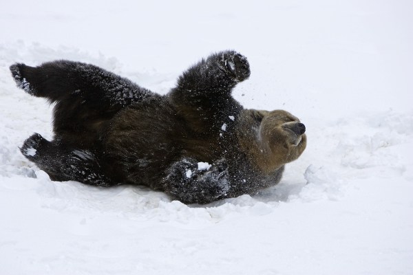 bear drone