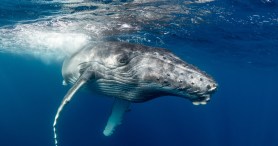 Humpback Whale Stranded On German Beach Finally Swims To Freedom