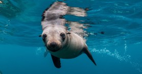 Sea Lion Who Was Rescued After Shark Attack Is Finally Released Back Into The Ocean
