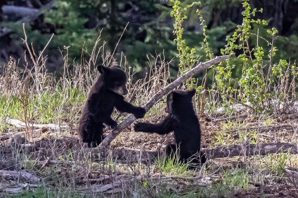 bear family backyard