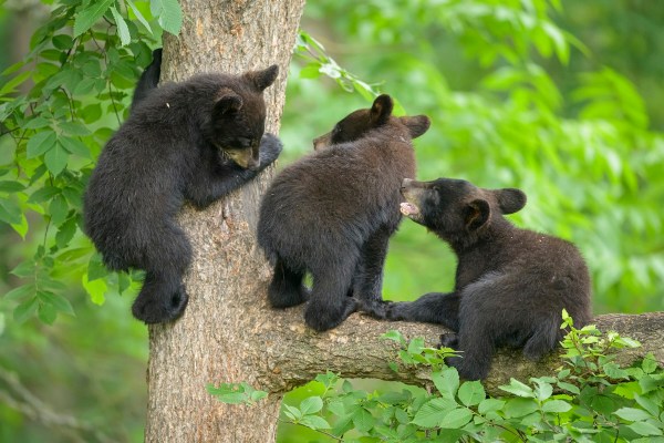 black bear cubs video