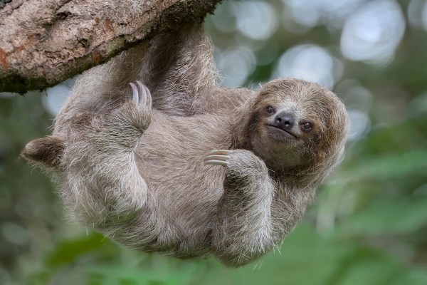 sloth cross road
