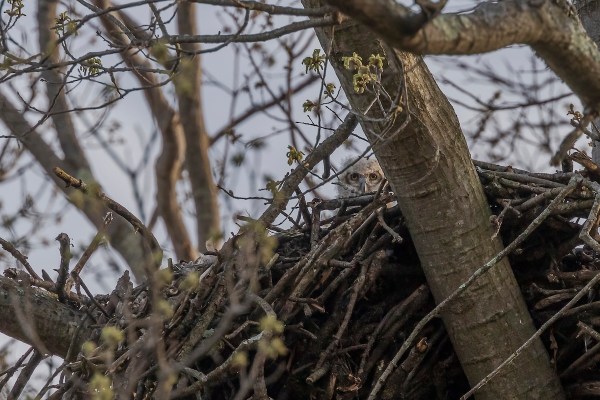 owl nest cam