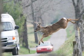 deer herd home house