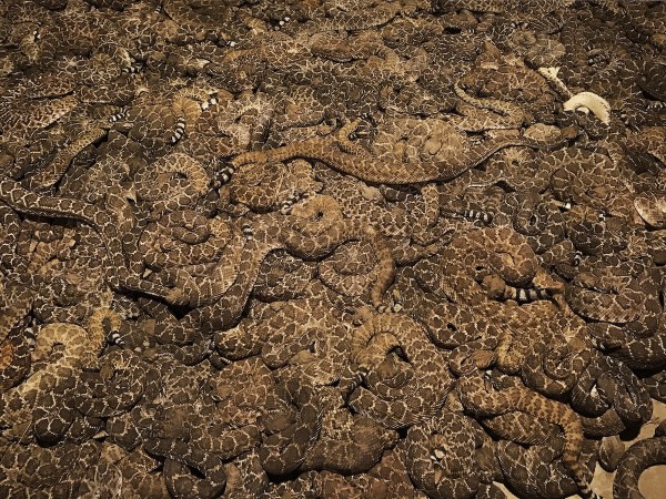 livestream rattlesnakes