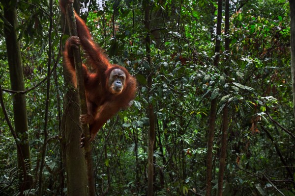 orangutan bridge
