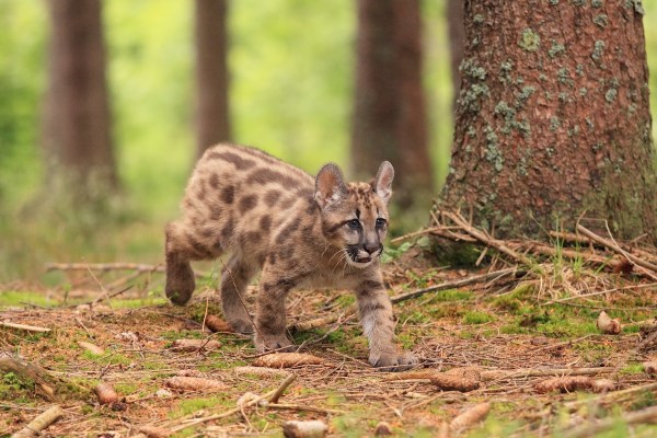 Puma kittens noises
