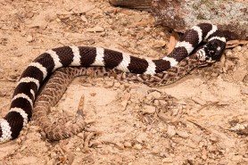trail runners snake eating snake