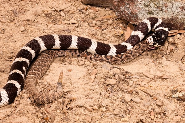 trail runners snake eating snake
