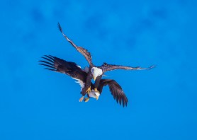 bald eagles tangled