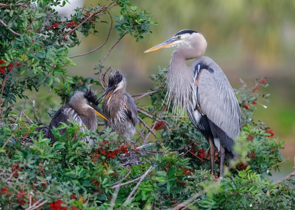 heron bald eagle