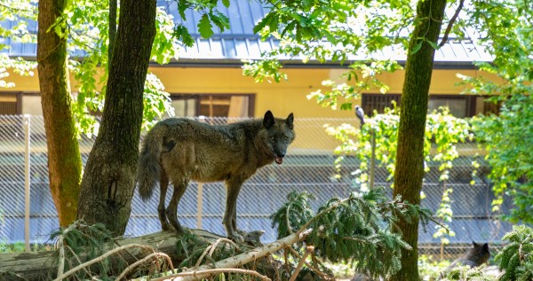 Toddler Is Injured After Sticking His Hand Into A Wolf Enclosure At Zoo