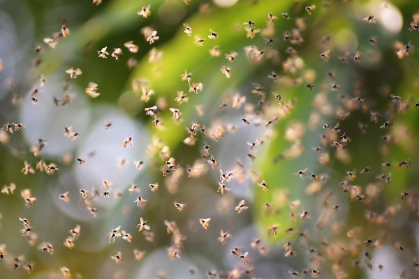 bee swarm hikers phoenix