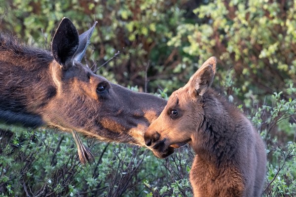 moose twins