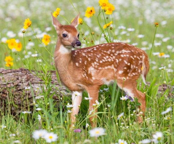 white deer fawn iowa