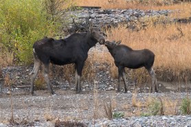 moose attack colorado