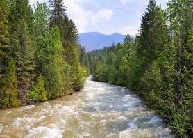 bear swept down river
