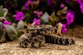 rattlesnake rose bushes