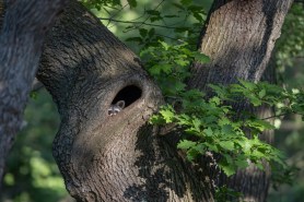raccoon viral