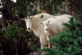 mountain goat north cascades