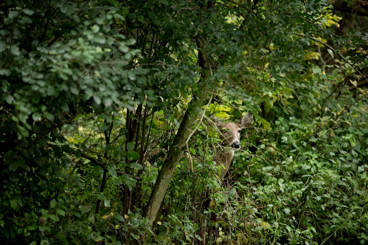hidden deer